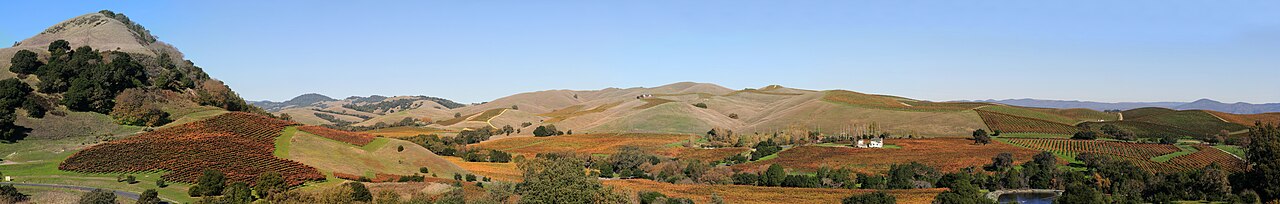 Vineyard rows in Napa Valley, California